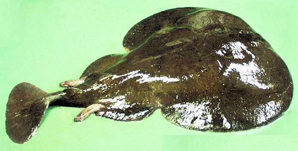 Torpedo nobiliana_06.jpg